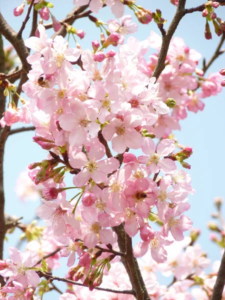 Прекрасний Знімок Вишневого Цвітіння Фоні Неба — стокове фото