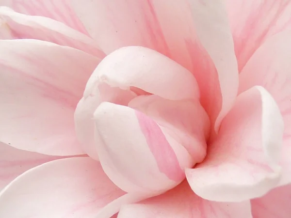 Une Macro Une Fleur Camélia Rose — Photo