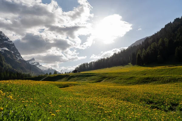 在阳光下被岩石山环绕的黄花覆盖的田野中的风景 — 图库照片