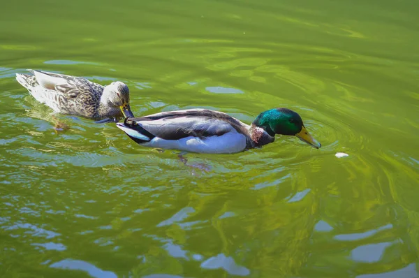 Close Mallards Masculinos Femininos Bonitos Nadando Lago — Fotografia de Stock