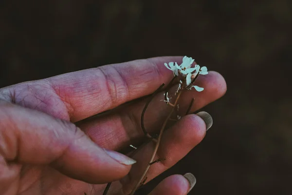 Zbliżenie Ujęcia Ręki Samicy Trzymającej Biały Kwiat — Zdjęcie stockowe