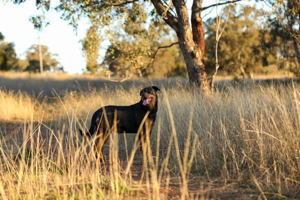 Ένας Μαύρος Σκύλος Ροτβάιλερ Ένα Χορταριασμένο Χωράφι Ηλιοβασίλεμα — Φωτογραφία Αρχείου