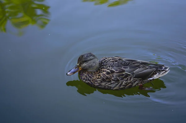 一个可爱的雌性野鸭在池塘里游泳的特写镜头 — 图库照片