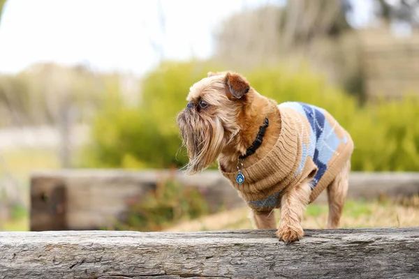 公園での愛らしいブリュッセルのグリフォン犬 — ストック写真