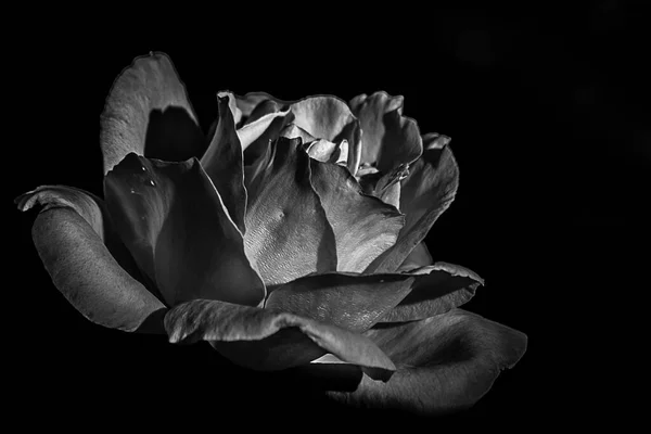 一朵淡淡的玫瑰 — 图库照片
