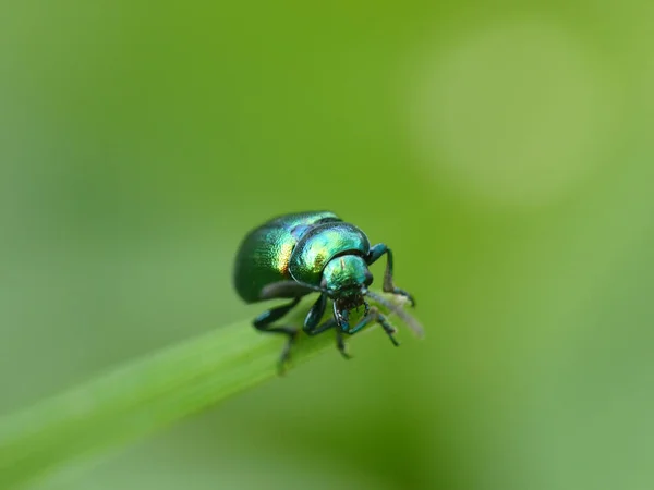 Primer Plano Escarabajo Verde Brillante Punta Una Hoja — Foto de Stock