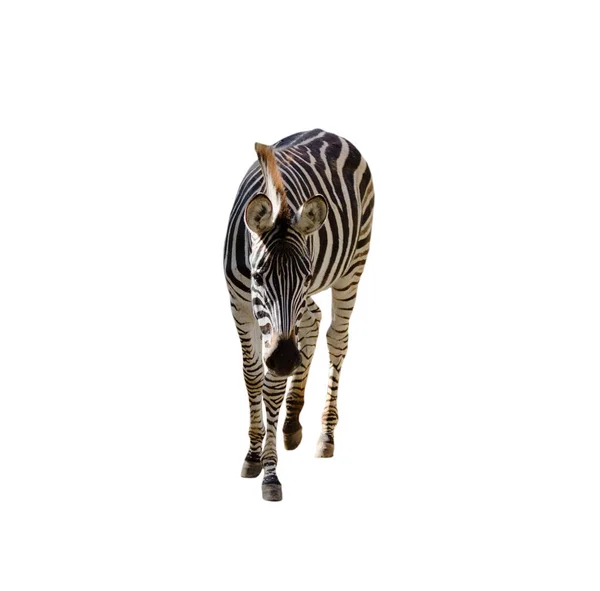 Striped Zebra Isolated White Background — Stock Photo, Image