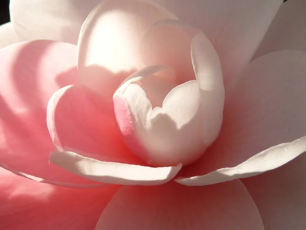 Macro Camelia Rosa — Foto Stock