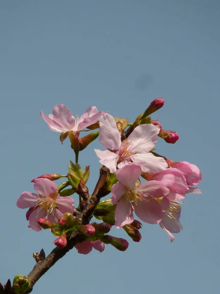 Krásný Záběr Třešňových Květů Pozadí Oblohy — Stock fotografie