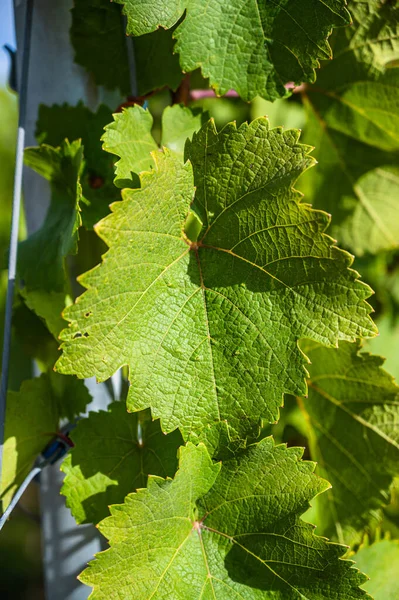 Vertical Shot Grape Leaves Growing Vineyard — Stock Photo, Image