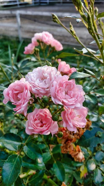 Primer Plano Rosas Rosadas Floreciendo Jardín —  Fotos de Stock