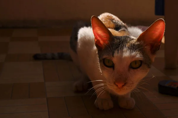 Eine Katze Sitzt Auf Dem Boden Und Blickt Die Kamera — Stockfoto