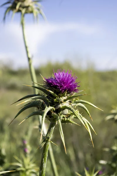 A vertical shot of purple milk thistle on the field
