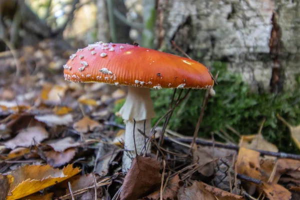 숲에서 자라는 파리의 버섯을 클로즈업 — 스톡 사진