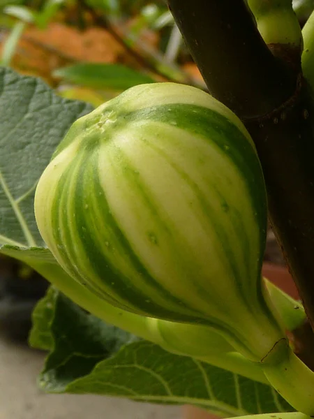 Vertical Shot Green Striped Fig Fruit Summer — Stock Photo, Image