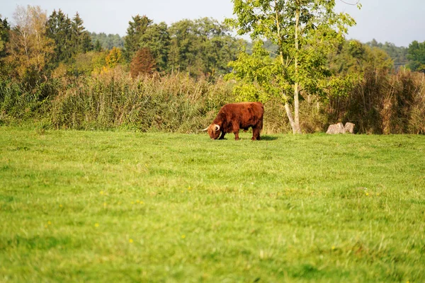 Scottish Highland Bull Grazing Field — Stock Photo, Image