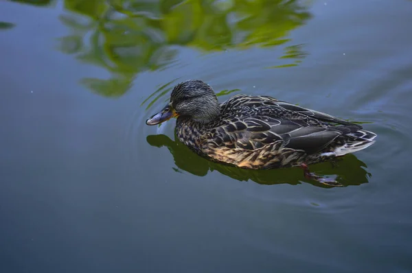 Eine Nahaufnahme Einer Niedlichen Stockente Die Teich Schwimmt — Stockfoto