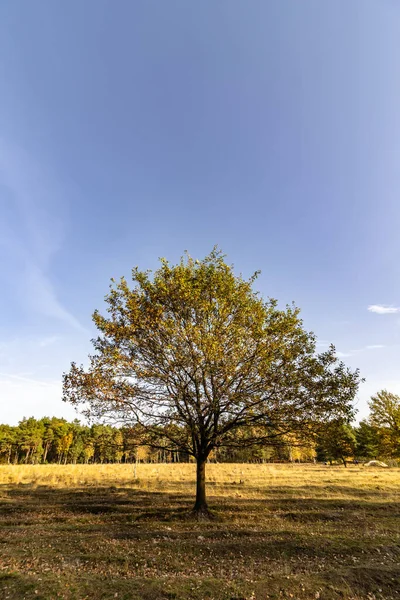 Tree Meadow Sunlight — Stock Photo, Image