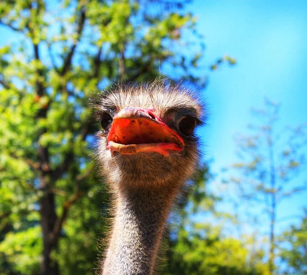 Closeup Shot Ostrich Outdoors — Stock Photo, Image