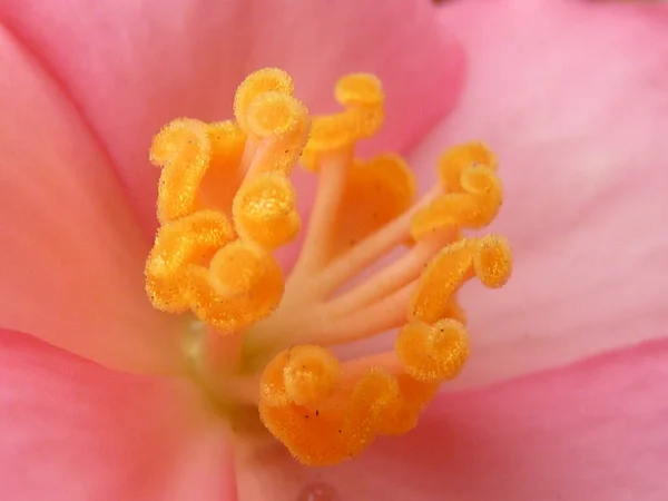 Closeup Shot Blooming Pink Flower Perfect Wallpaper — Stock Photo, Image