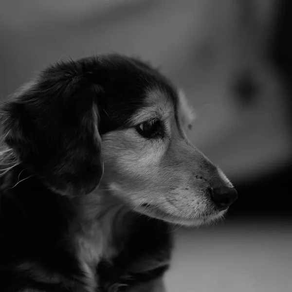 Een Grijswaarden Shot Van Een Schattig Hond Een Straat — Stockfoto