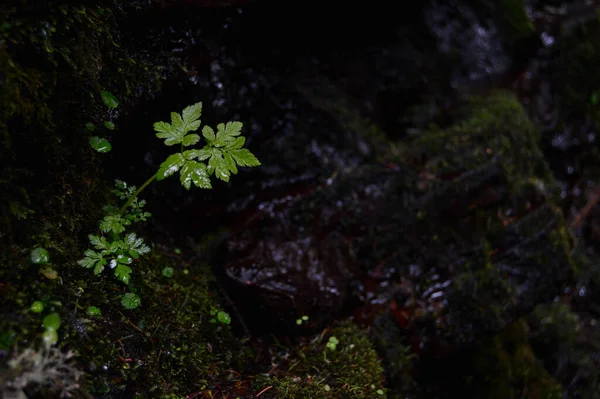 Uma Folha Verde Crescendo Terreno Escuro Musgoso — Fotografia de Stock