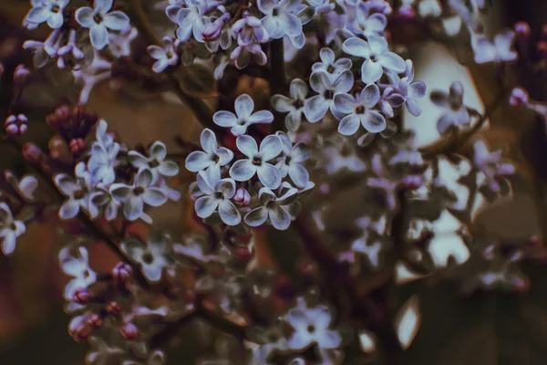 Selective Focus Shot Syringa Flowers — Φωτογραφία Αρχείου