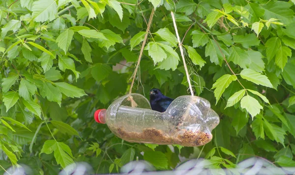 Futterstellen Und Tränken Für Vögel Aus Recycelten Plastikflaschen — Stockfoto