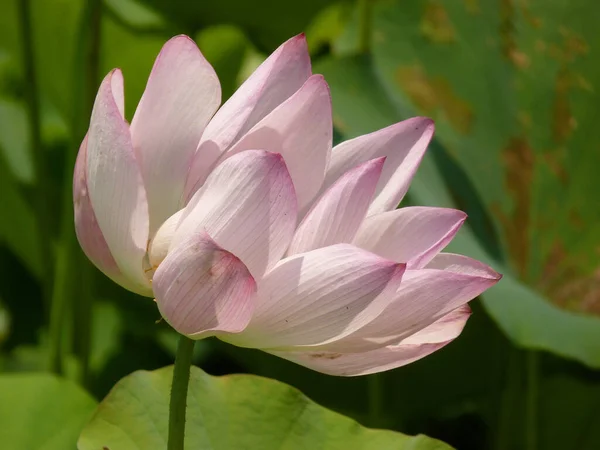 Close Shot Pink Lotus Flower Its Full Bloom Spring — стоковое фото