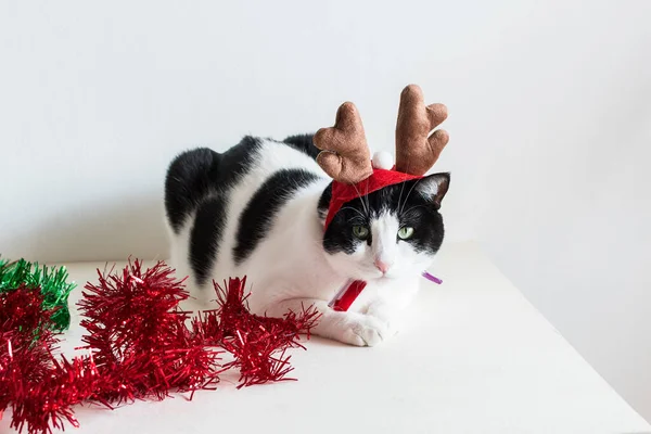 Gros Plan Chat Blanc Noir Dans Des Cornes Wapiti Noël — Photo