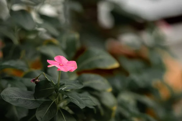 Ένα Ανθισμένο Φυτό Ένα Ροζ Λουλούδι Στον Κήπο — Φωτογραφία Αρχείου