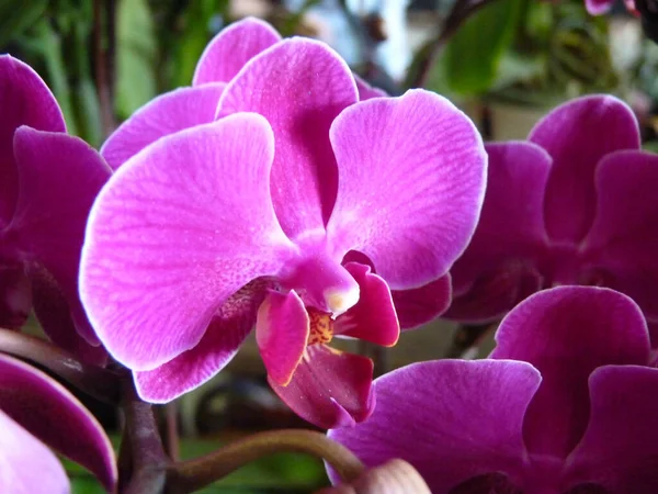 Egy Közeli Kép Lila Orchideavirágokról Amik Egy Botanikus Kertben Nyíltak — Stock Fotó