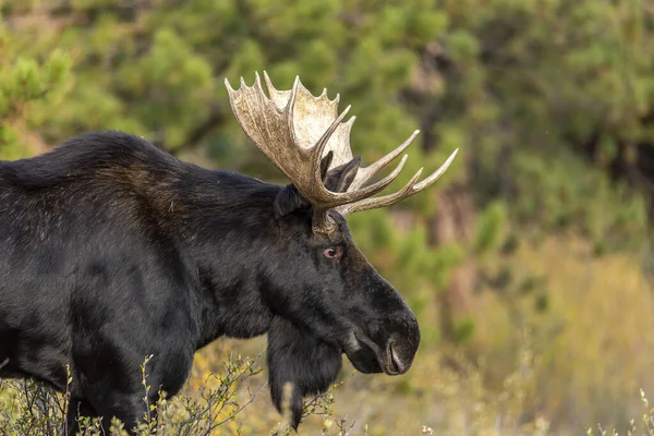 Black European Elk Its Natural Habitat — Stock Photo, Image