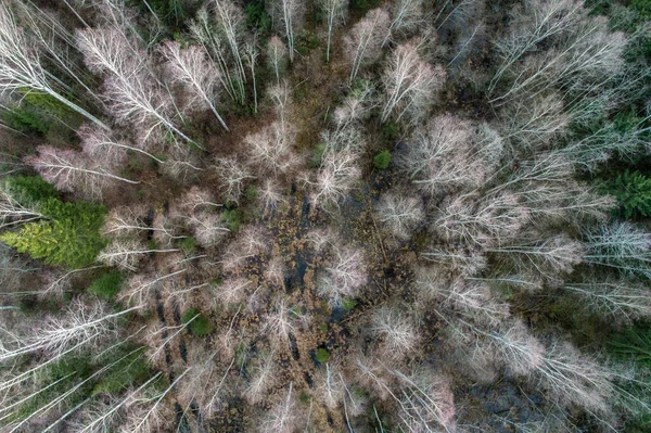 Tiro Aéreo Bétulas Abetos — Fotografia de Stock