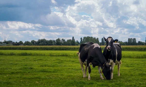 Two Dutch Cows Grazing Field Covered Greenery Blue Cloudy Sky — Stock Photo, Image