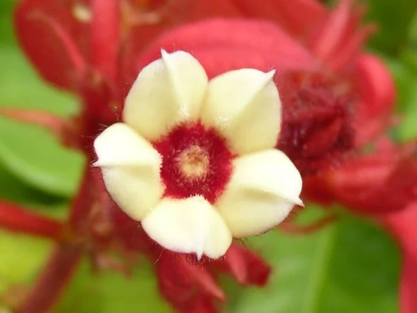 Primer Plano Una Flor Musaenda Color Blanco Rojo — Foto de Stock