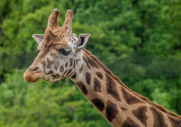 Close Uma Cabeça Girafa Bonito Fundo Borrado — Fotografia de Stock