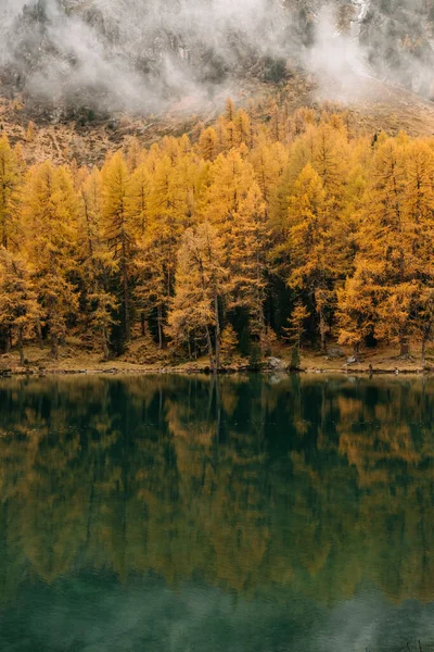 Eine Majestätische Vertikale Aufnahme Eines Spiegelnden Ruhigen Seewassers Und Herbstbaums — Stockfoto