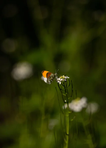 Eine Vertikale Nahaufnahme Eines Schmetterlings Der Auf Der Blume Auf — Stockfoto