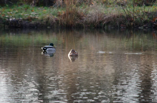 湖里有两只野鸭 — 图库照片