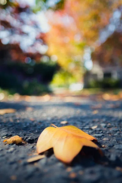 Eine Vertikale Aufnahme Eines Auf Den Boden Gefallenen Herbstblattes — Stockfoto