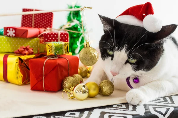 Eine Nahaufnahme Von Weißen Und Schwarzen Katzen Mit Weihnachtsmannmütze Mit — Stockfoto