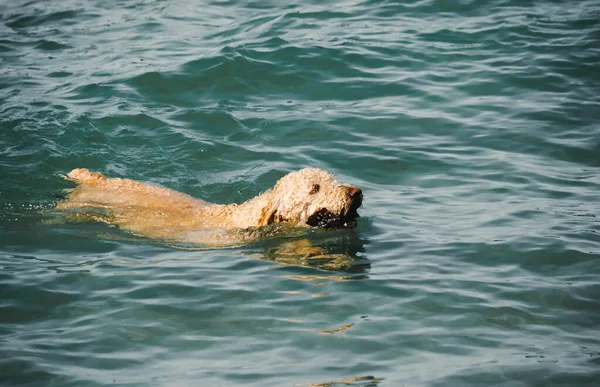 Een Close Shot Van Een Schattige Hond Zwemmen Zee — Stockfoto