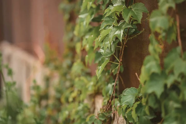Eine Nahaufnahme Von Pflanzenblättern Einer Wand — Stockfoto