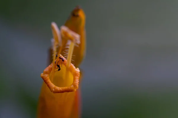 Een Selectieve Focus Shot Van Mieren Een Exotische Bloem — Stockfoto