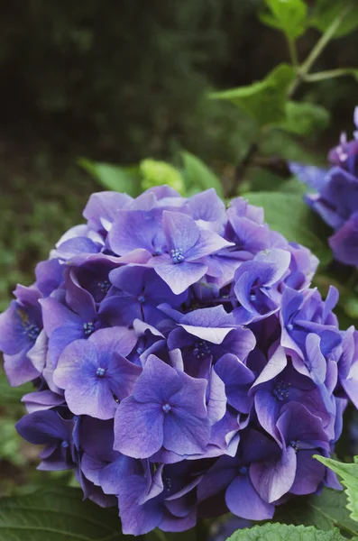 Enfoque Selectivo Vertical Hortensias —  Fotos de Stock