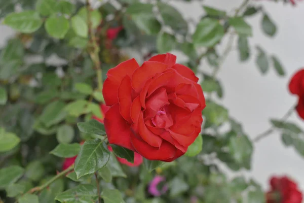 在一个白天捕获的花园里 一朵红玫瑰的特写 — 图库照片