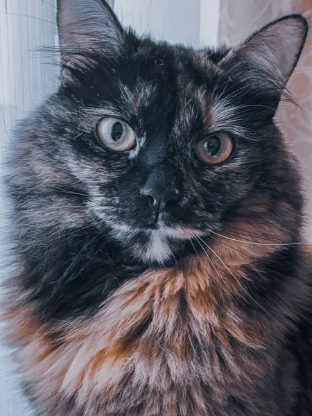 Una Toma Vertical Adorable Gato Doméstico Mirando Cámara — Foto de Stock