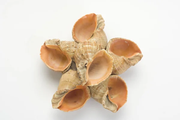 Isolated Top View Star Made Shells White Background — Stock Photo, Image