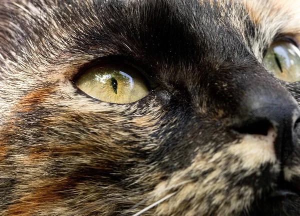 Tiro Perto Gato Tartaruga Contra Fundo Embaçado — Fotografia de Stock